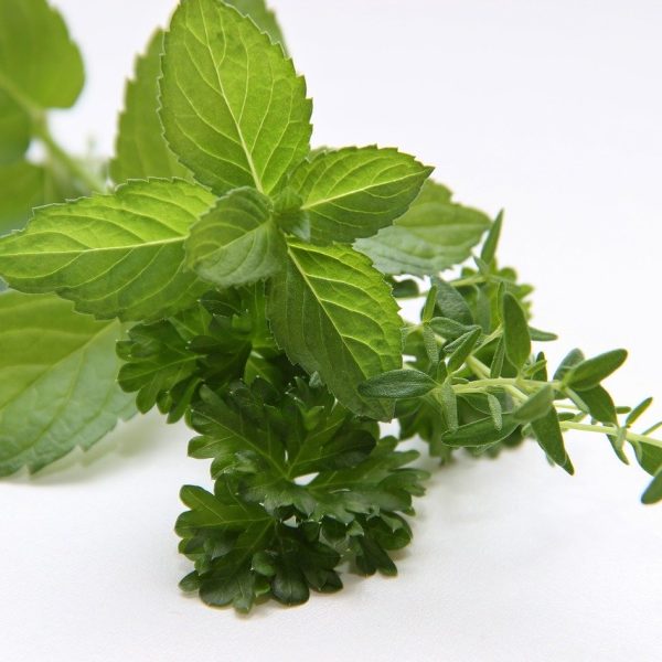 herbs, mint, thyme